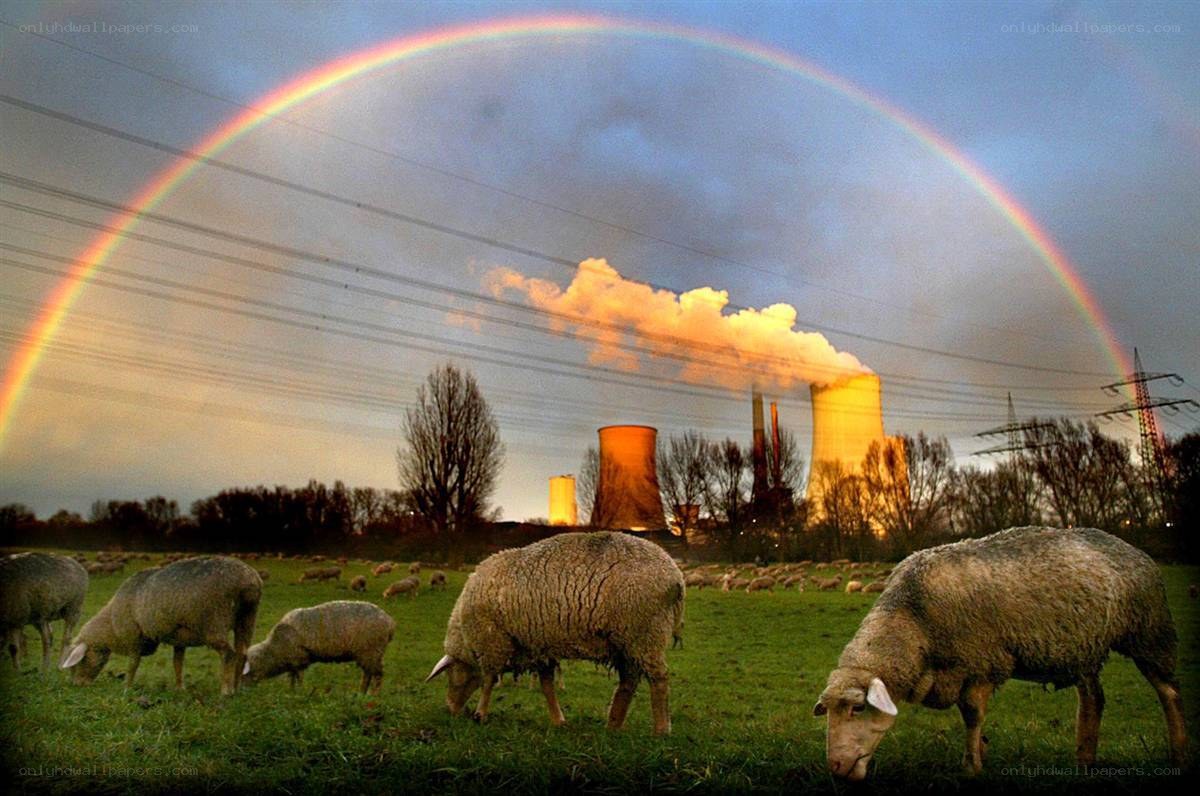 Sheep grazing under a rainbow