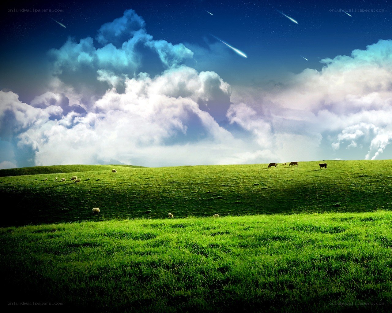Sheep grazing under shooting stars