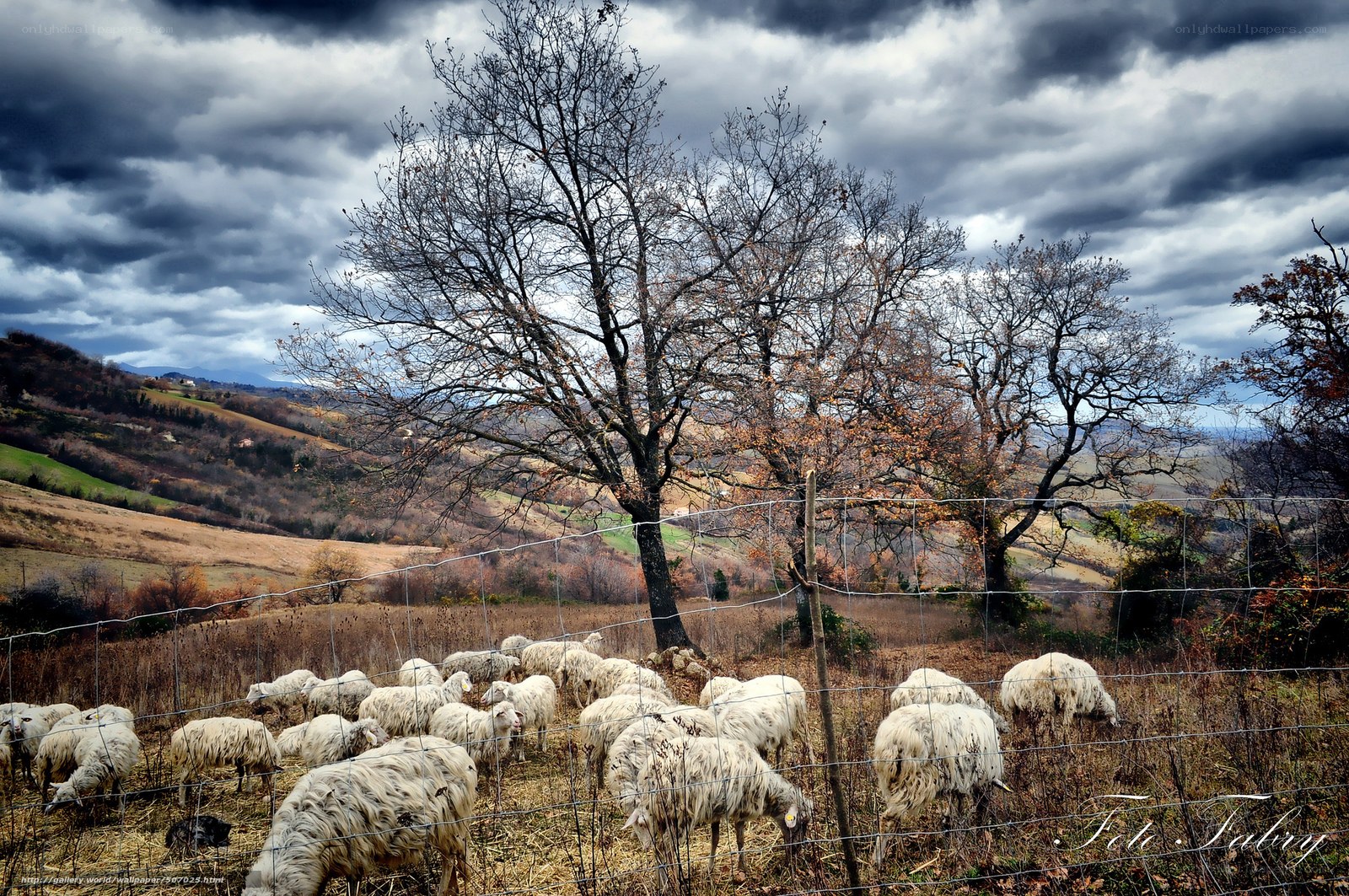 Sheep grazing under stormy sky