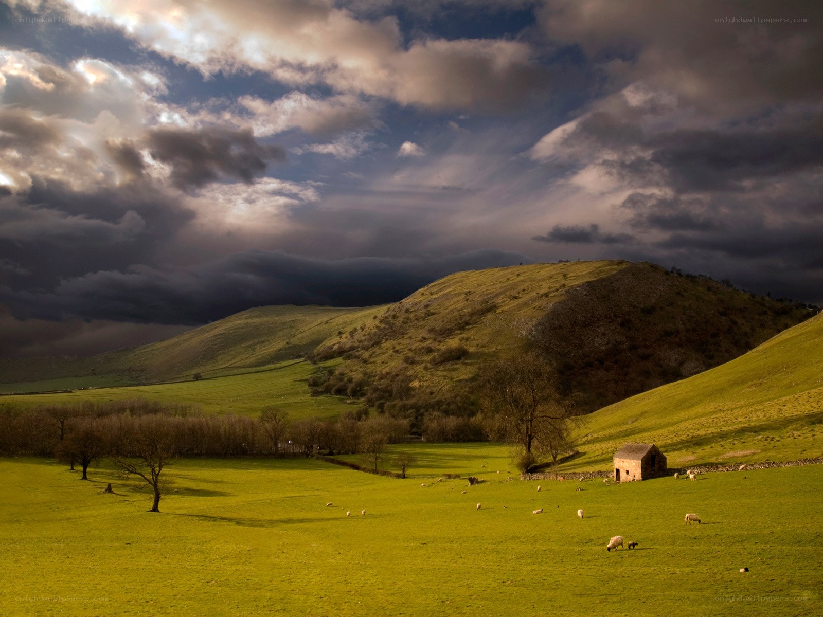 Sheep grazing under stormy sky