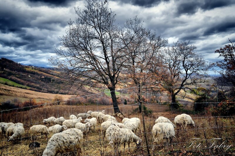 Sheep grazing under stormy sky