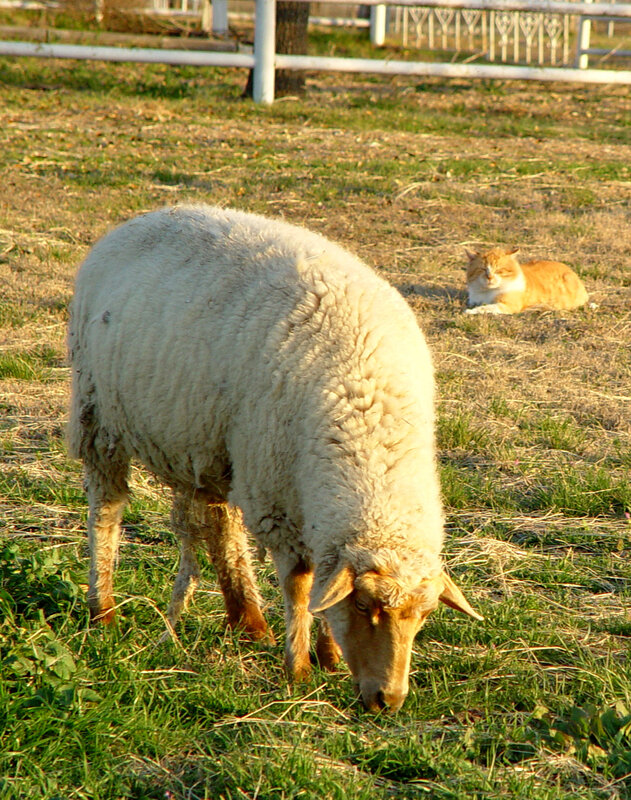 Sheep grazing with cat in field