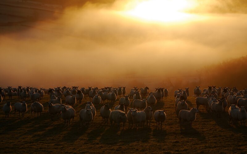 Sheep herd at sunrise