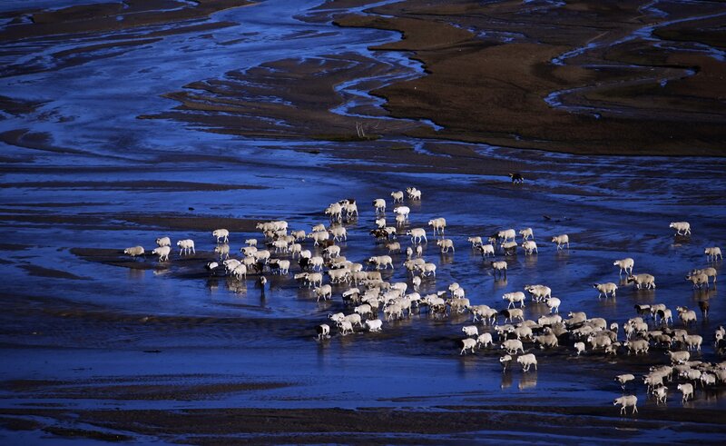 Sheep Herd Crossing River