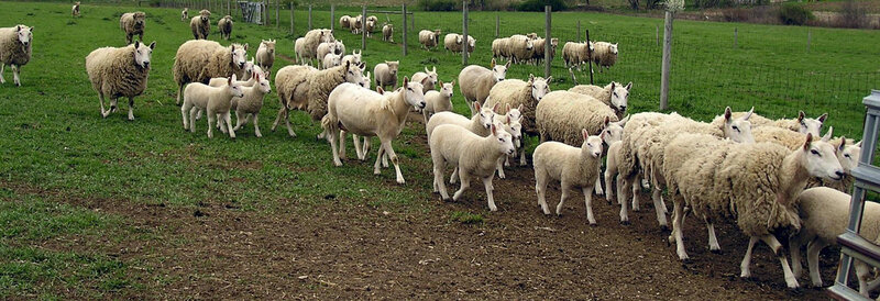 Sheep herd in a green field