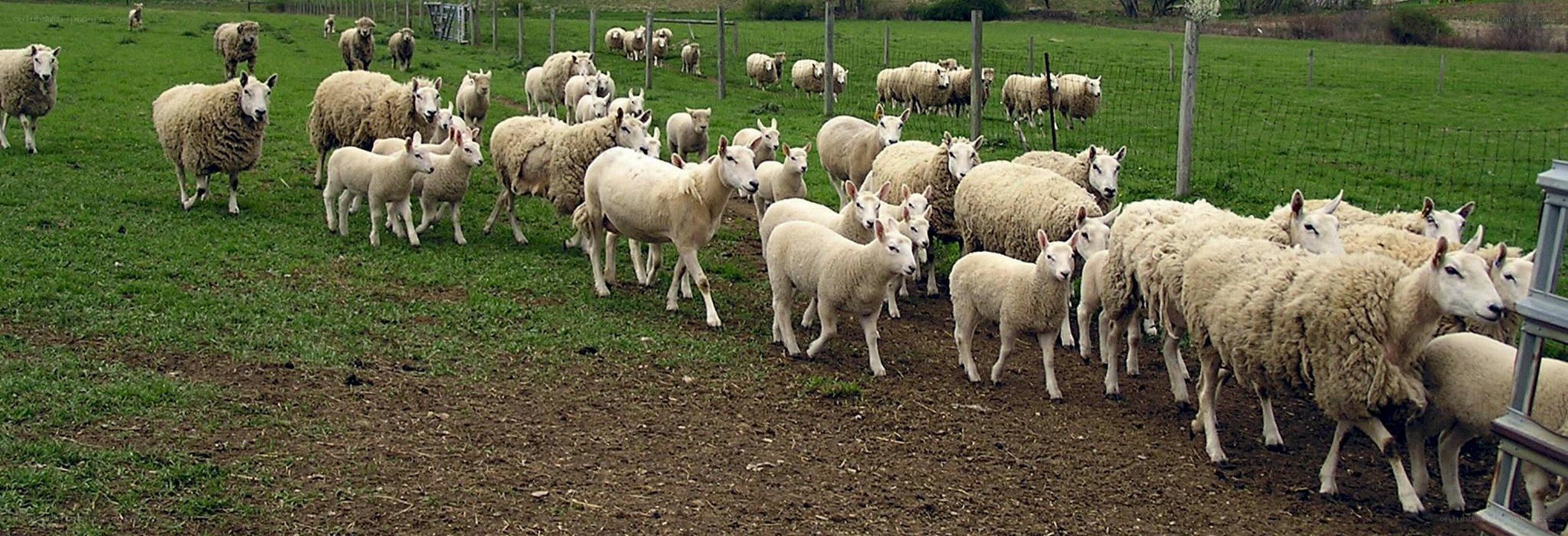 Sheep herd in a green field