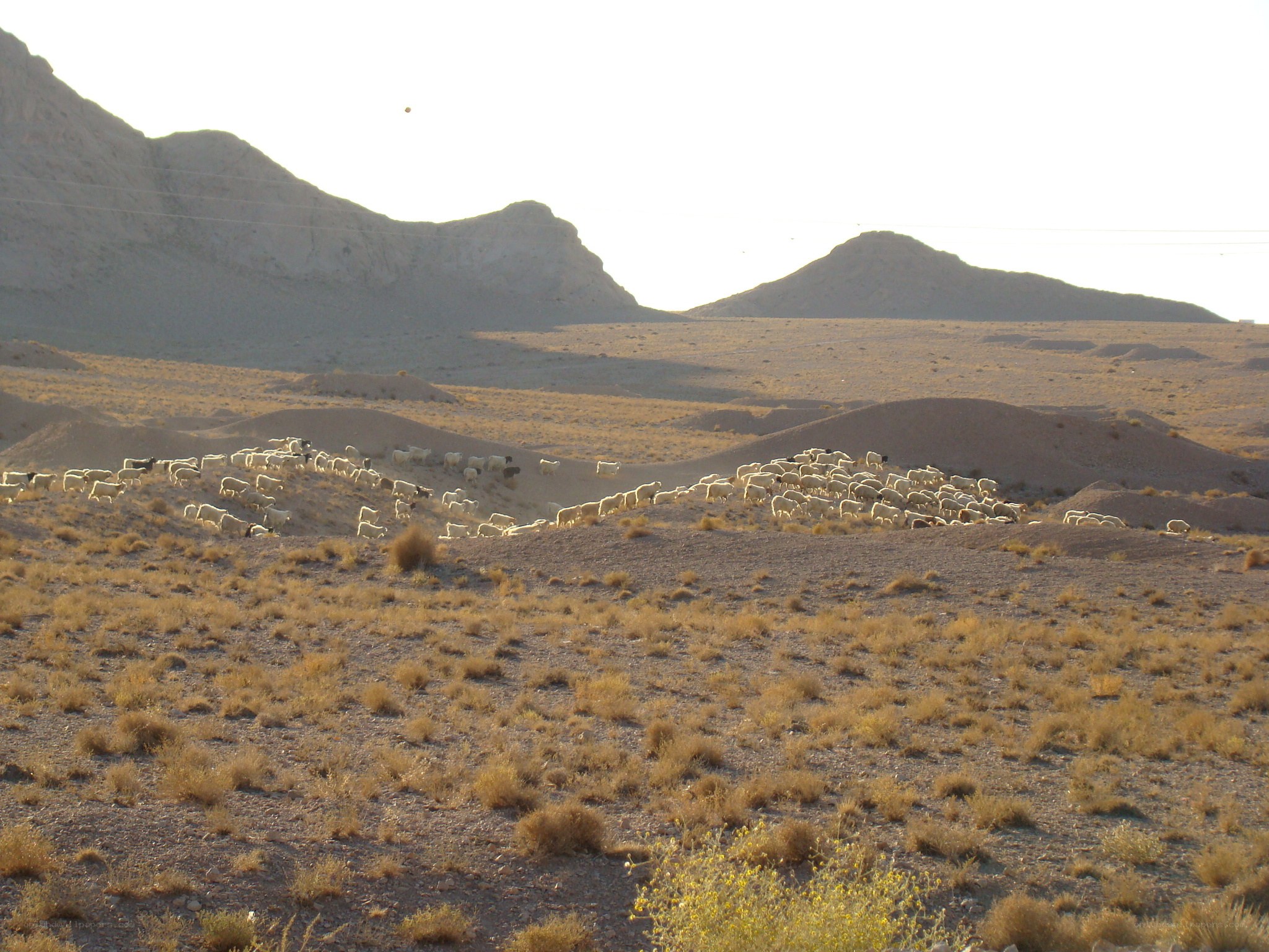 Sheep herd in desert landscape