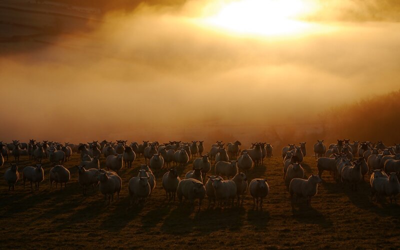 Sheep Herd in Field — Gold
