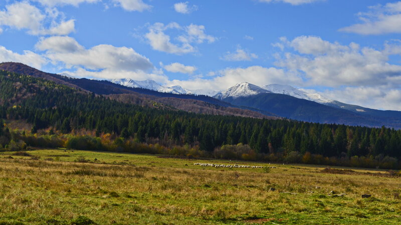 Sheep Herd in Field — Green, Serene, Autumn