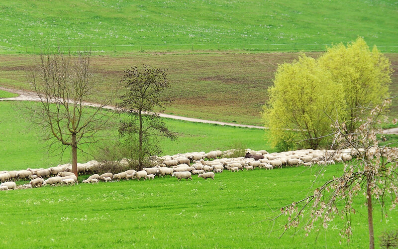 Sheep Herd in Field