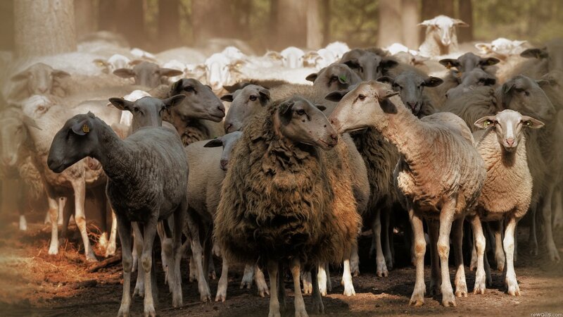 Sheep herd in forest