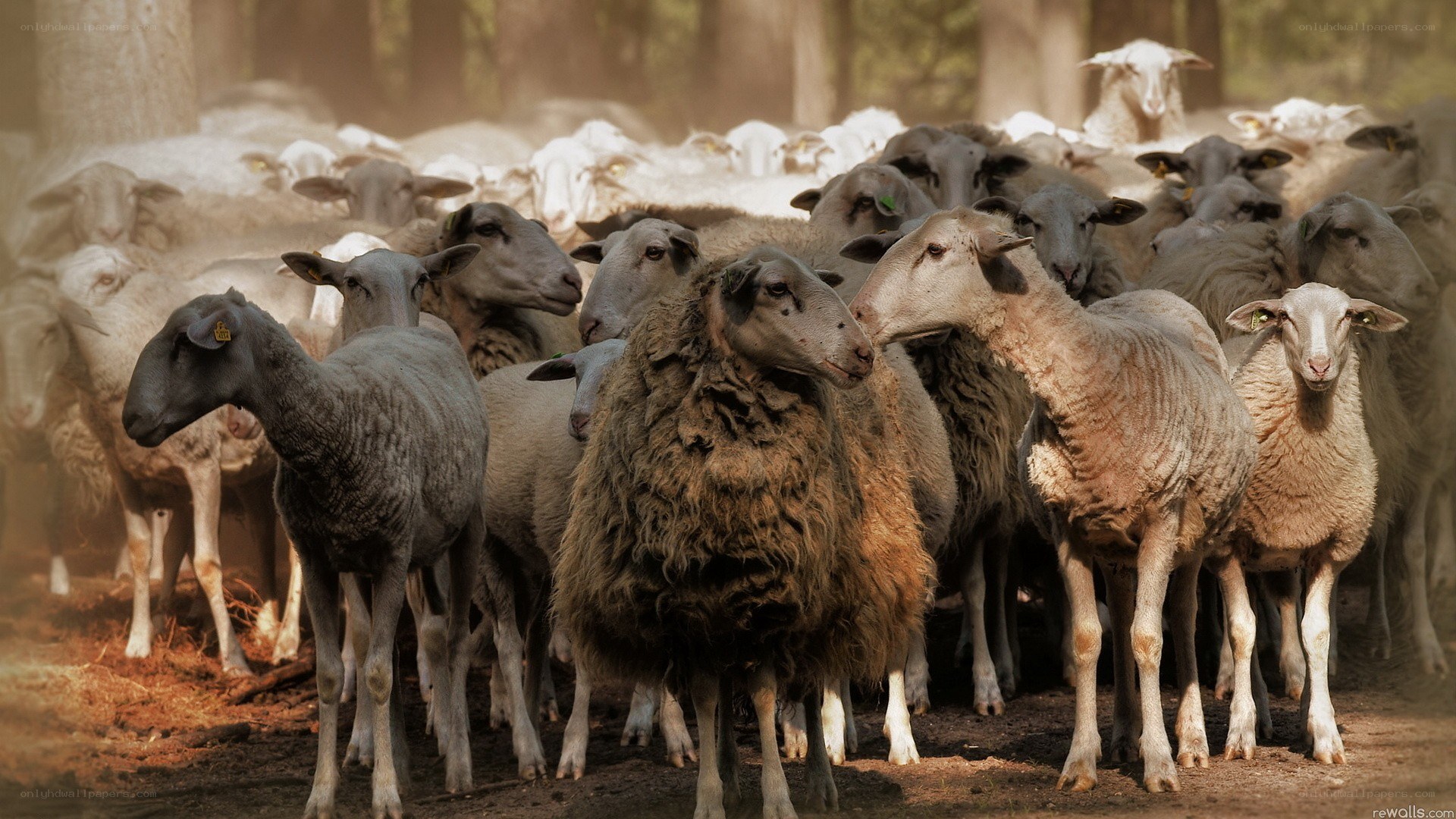 Sheep herd in forest