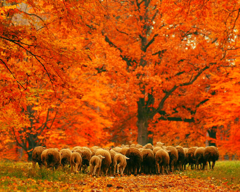 Sheep Herd in Forest — Orange