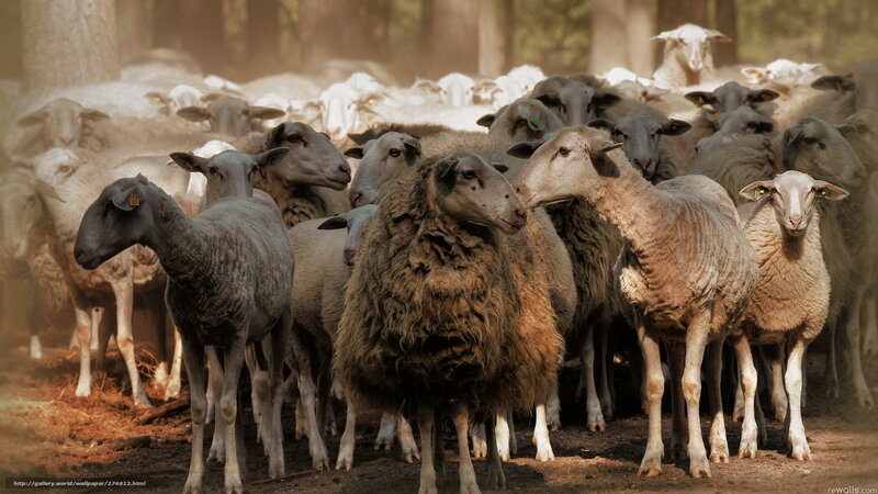 Sheep herd in forest