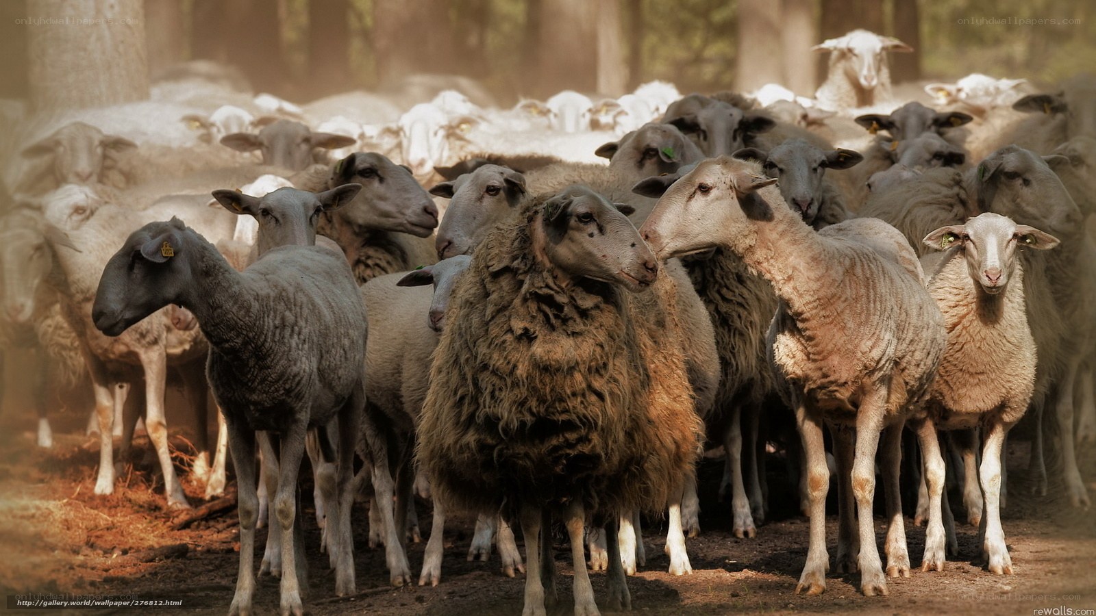 Sheep herd in forest