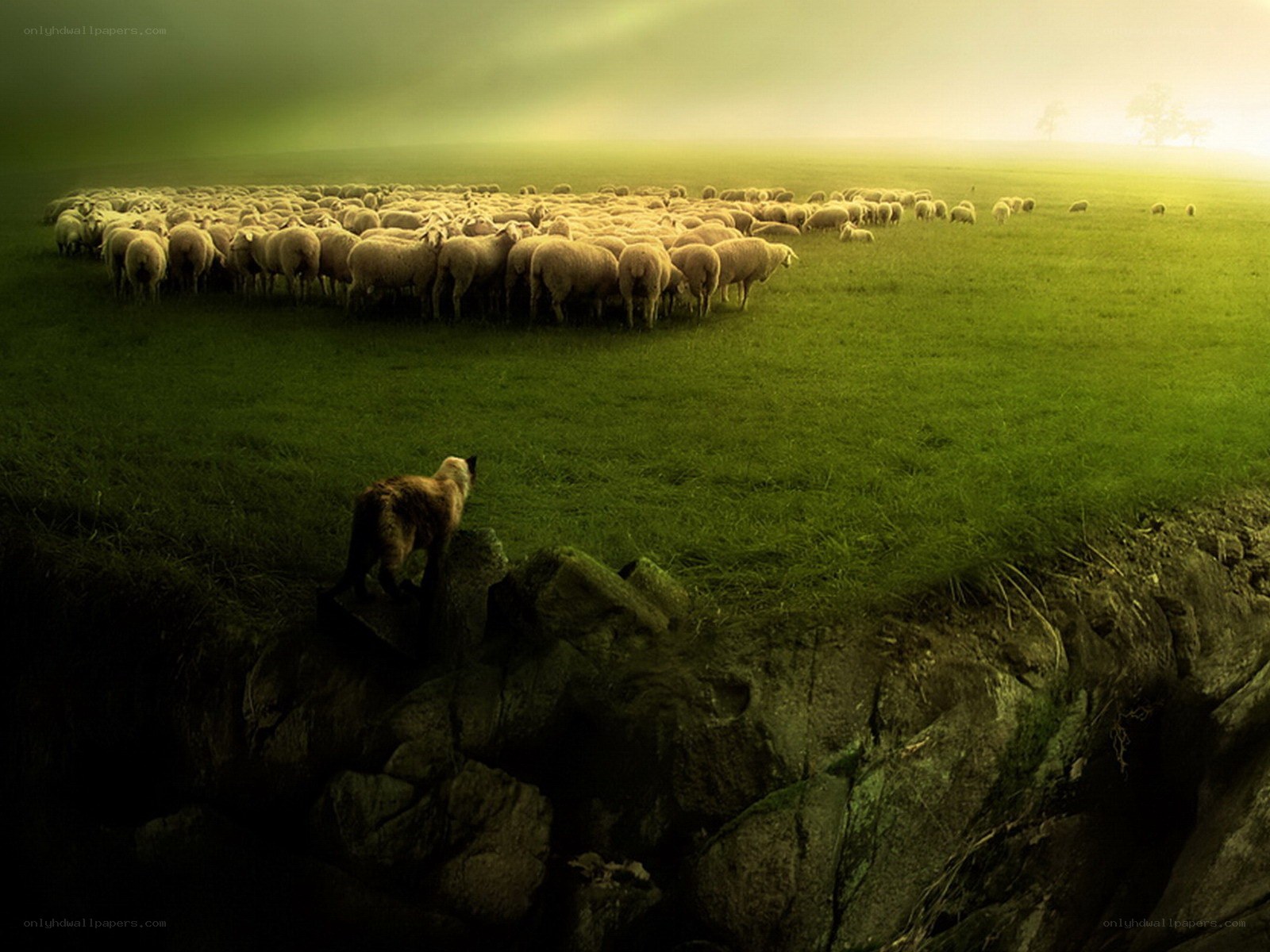 Sheep herd in green field