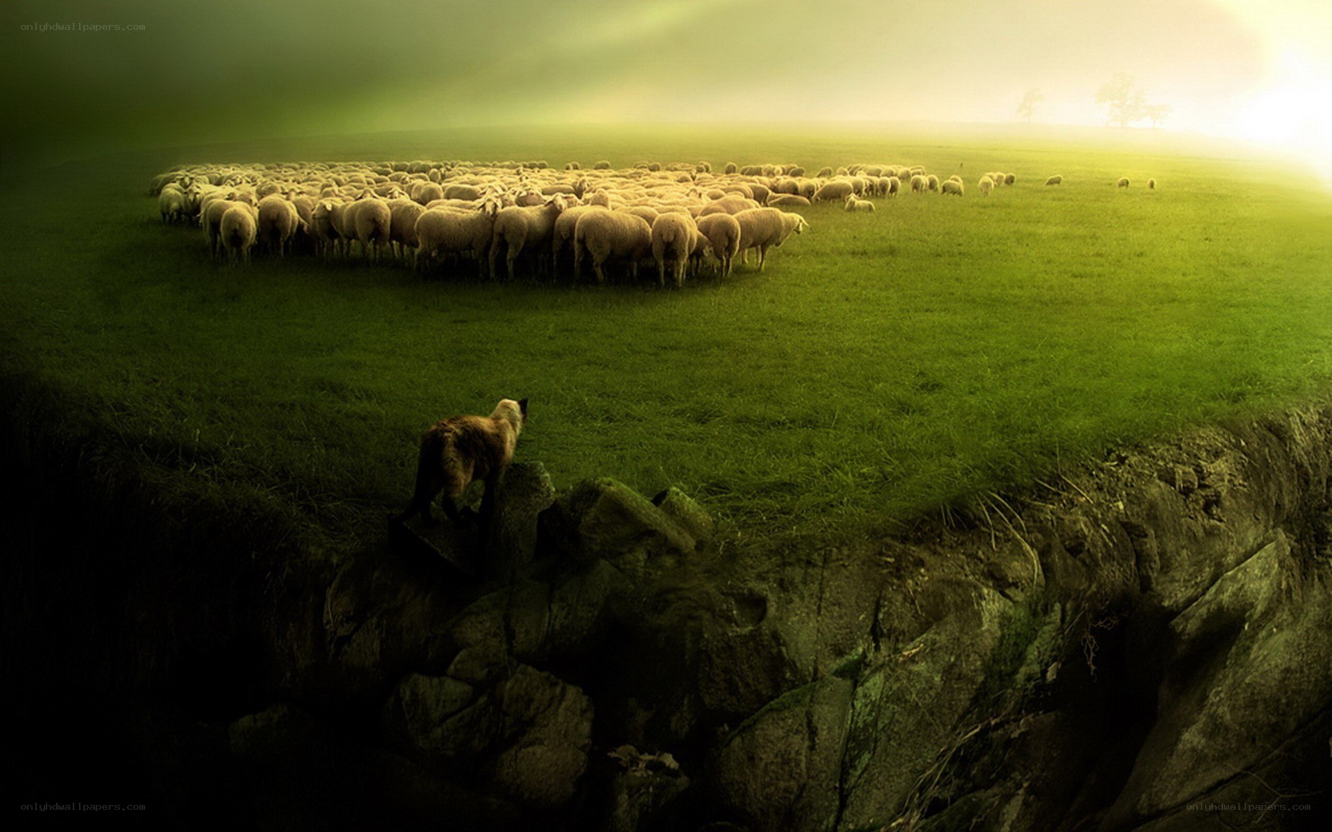 Sheep herd in green field