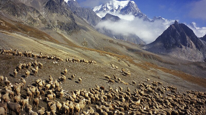 Sheep herd in mountain valley