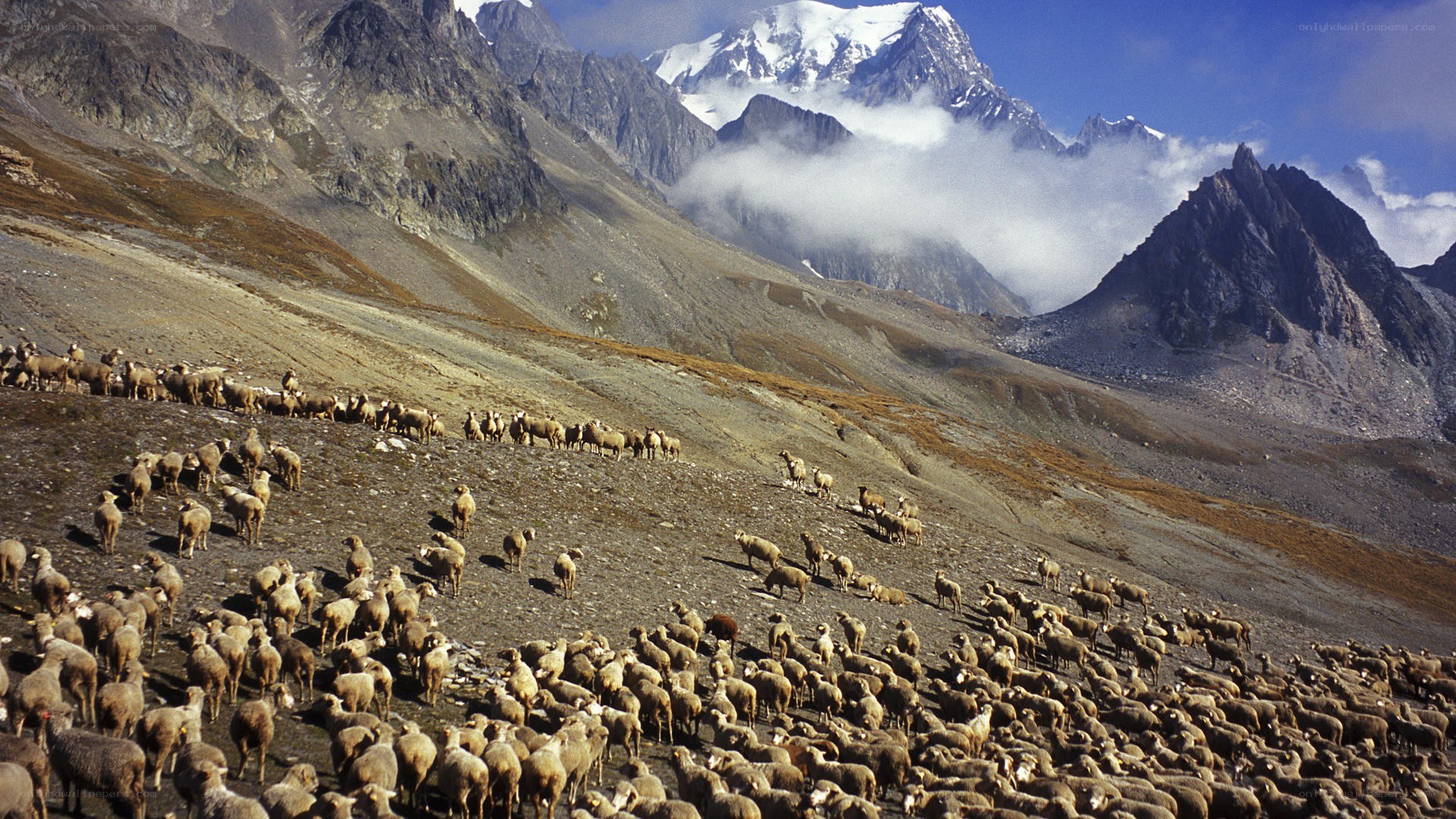 Sheep herd in mountain valley