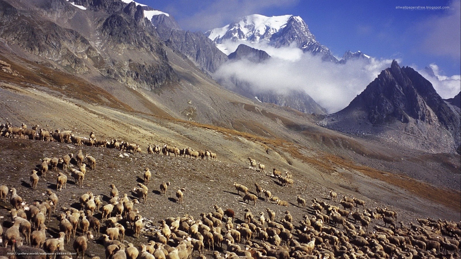 Sheep herd in mountain valley