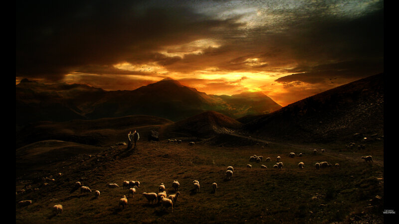 Sheep Herd in Mountains