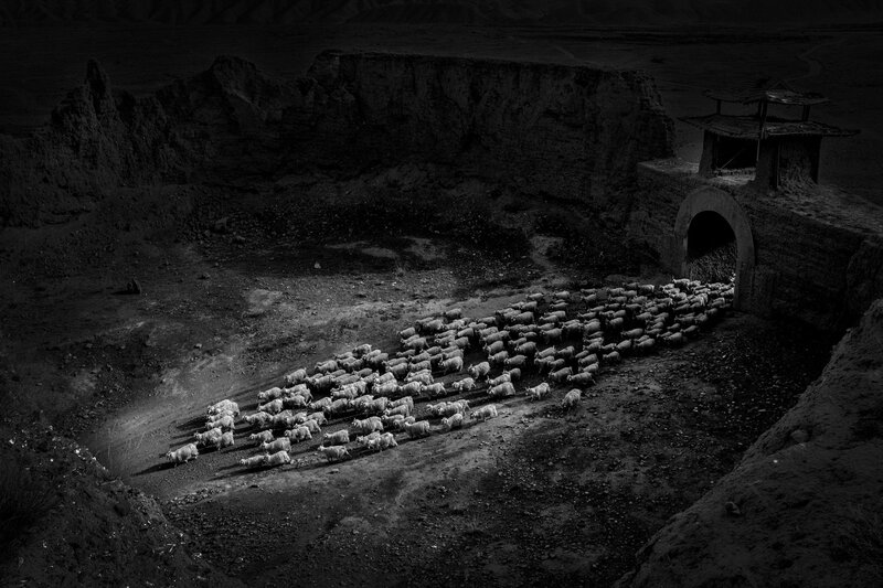 Sheep Herd in Tunnel