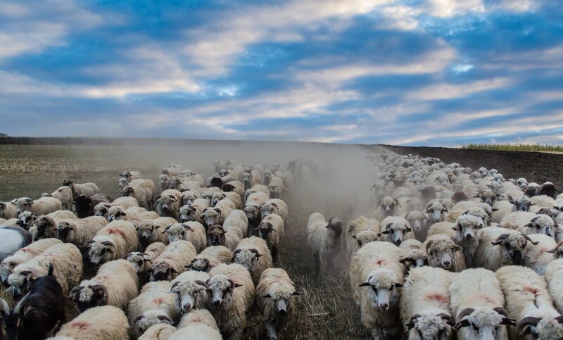 Sheep herd moving across field