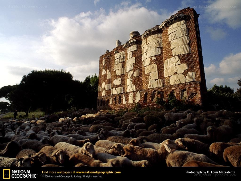 Sheep herd near ancient ruins