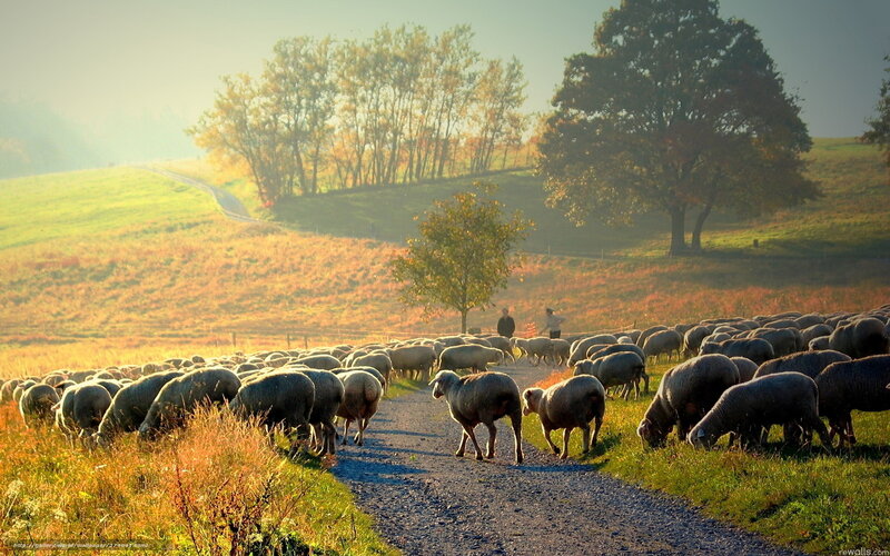 Sheep herd on a country path