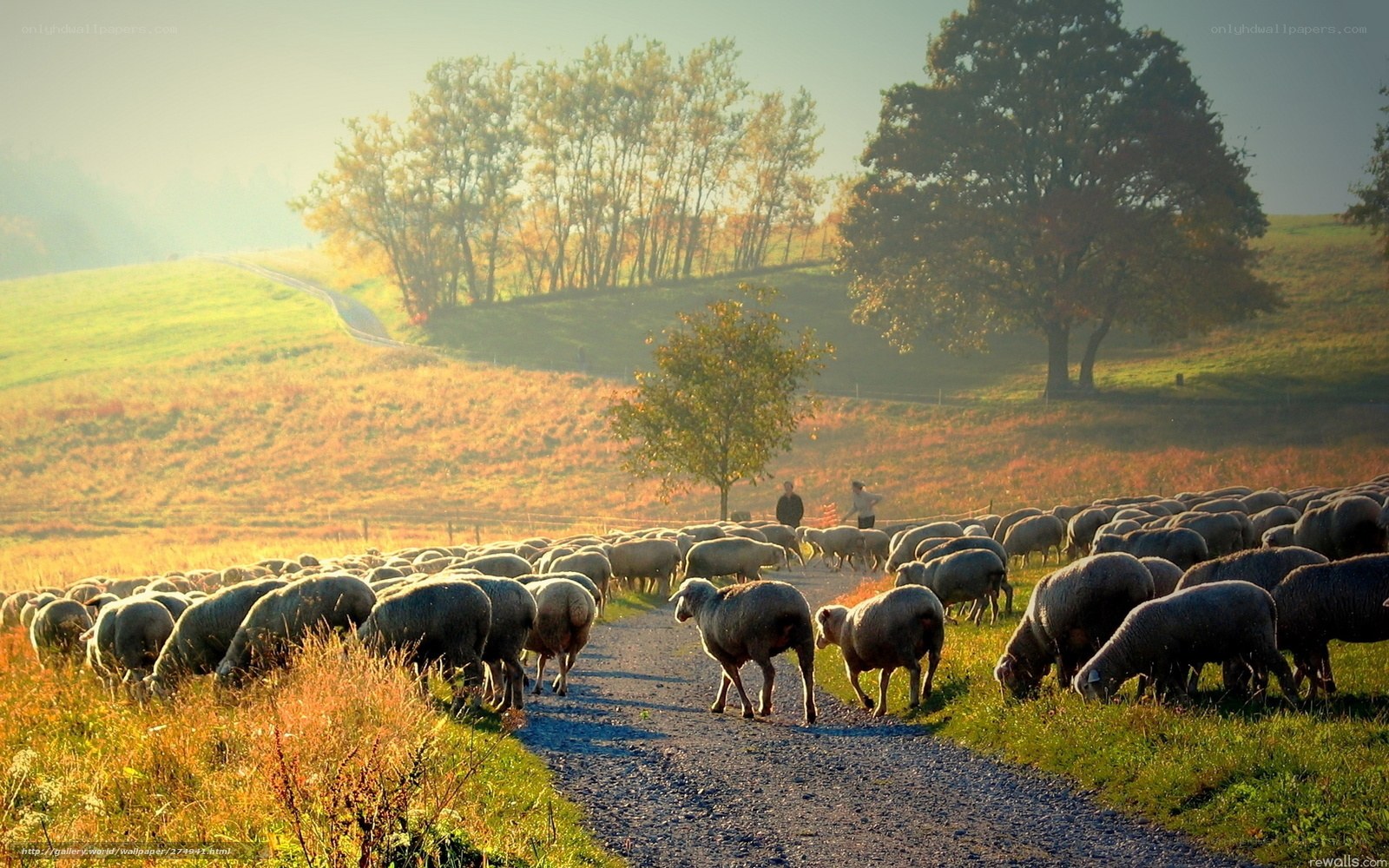 Sheep herd on a country path