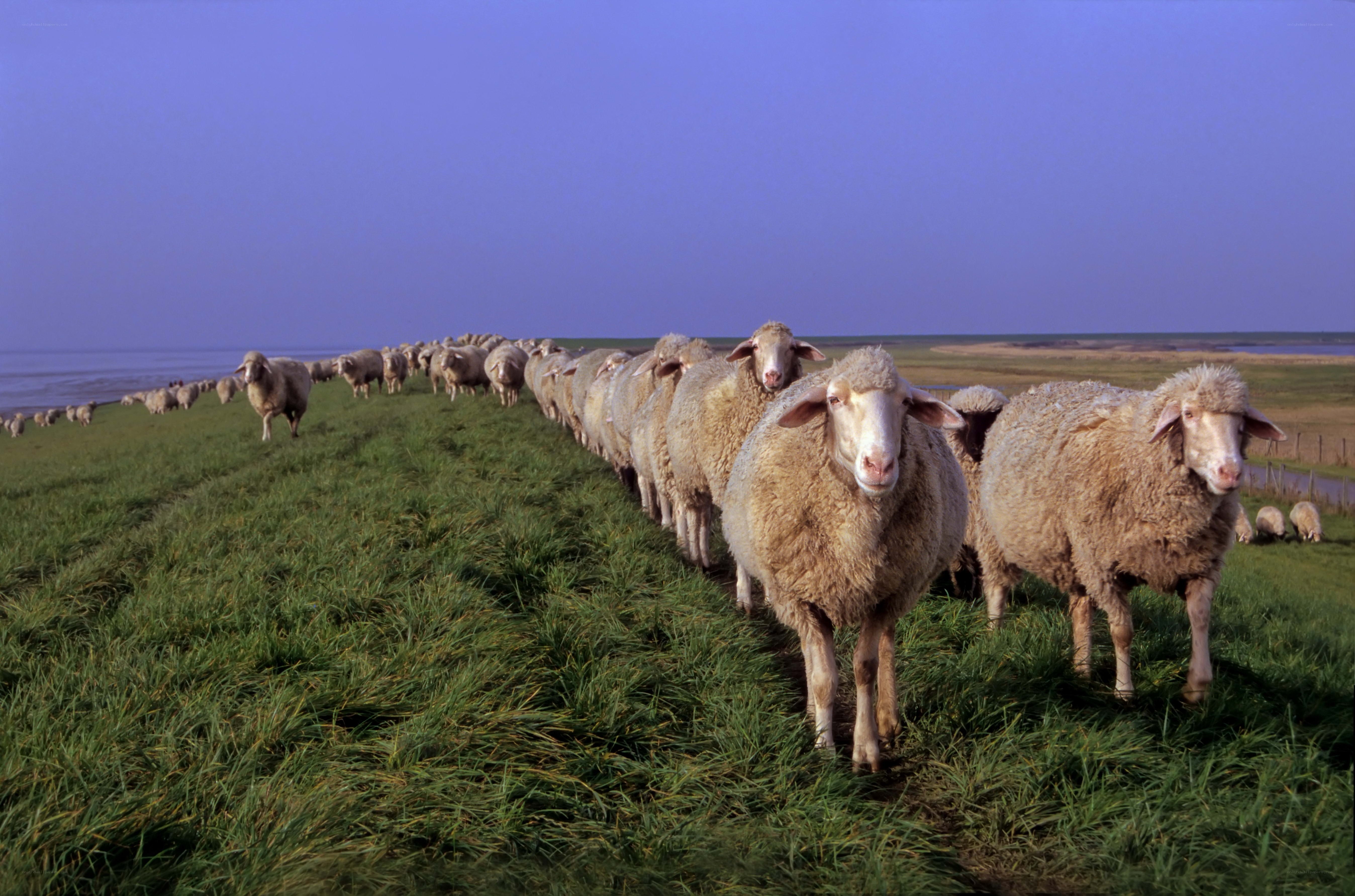 Sheep herd on a grassy field