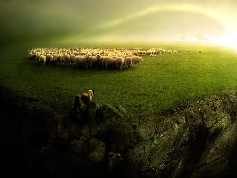 Sheep herd on a green field