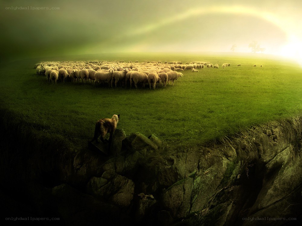 Sheep herd on a green field