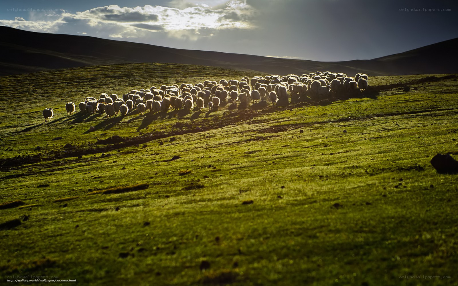 Sheep herd on a green hill