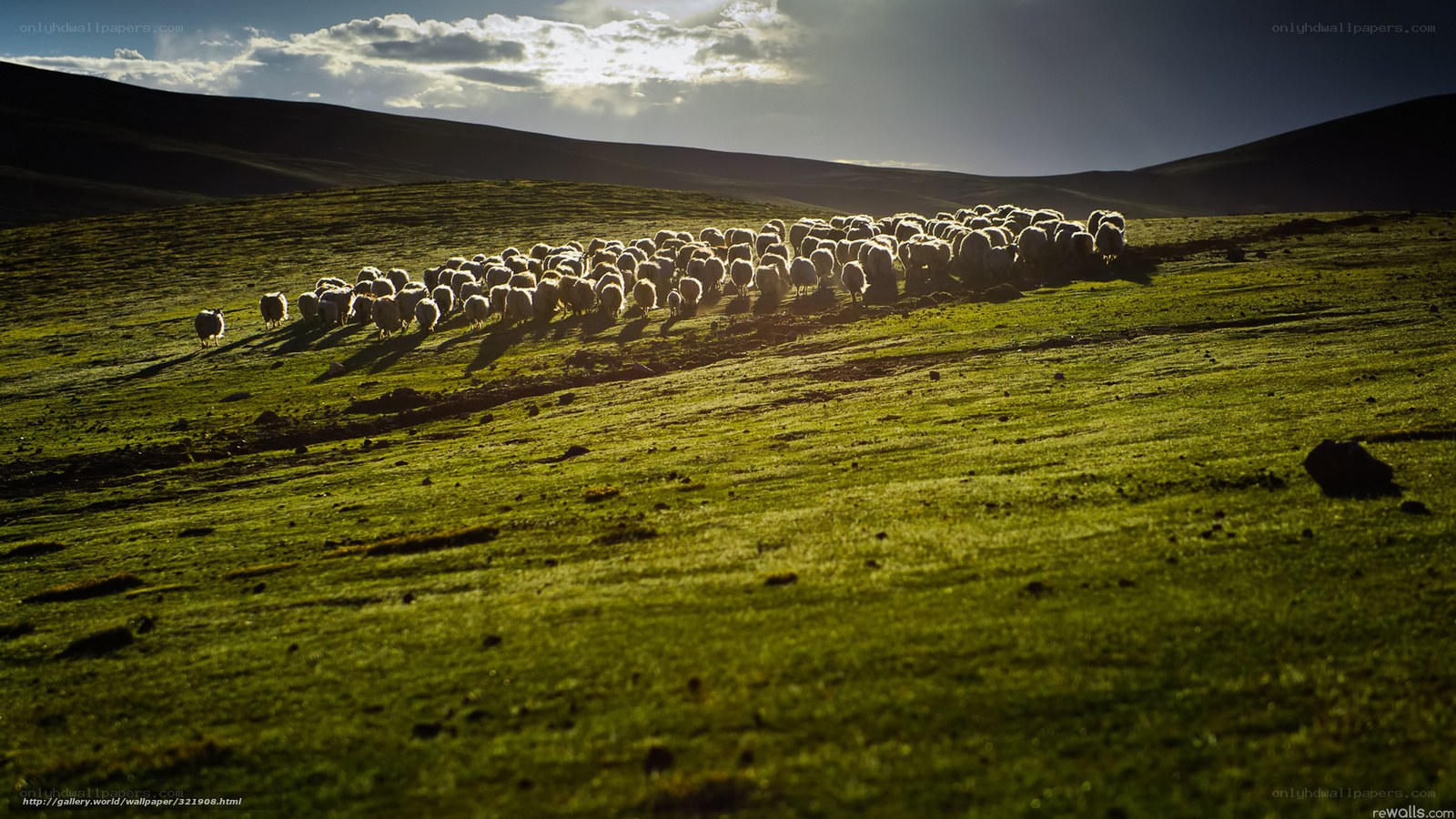 Sheep herd on a green hill