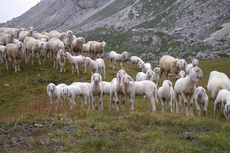 Sheep herd on a mountain slope
