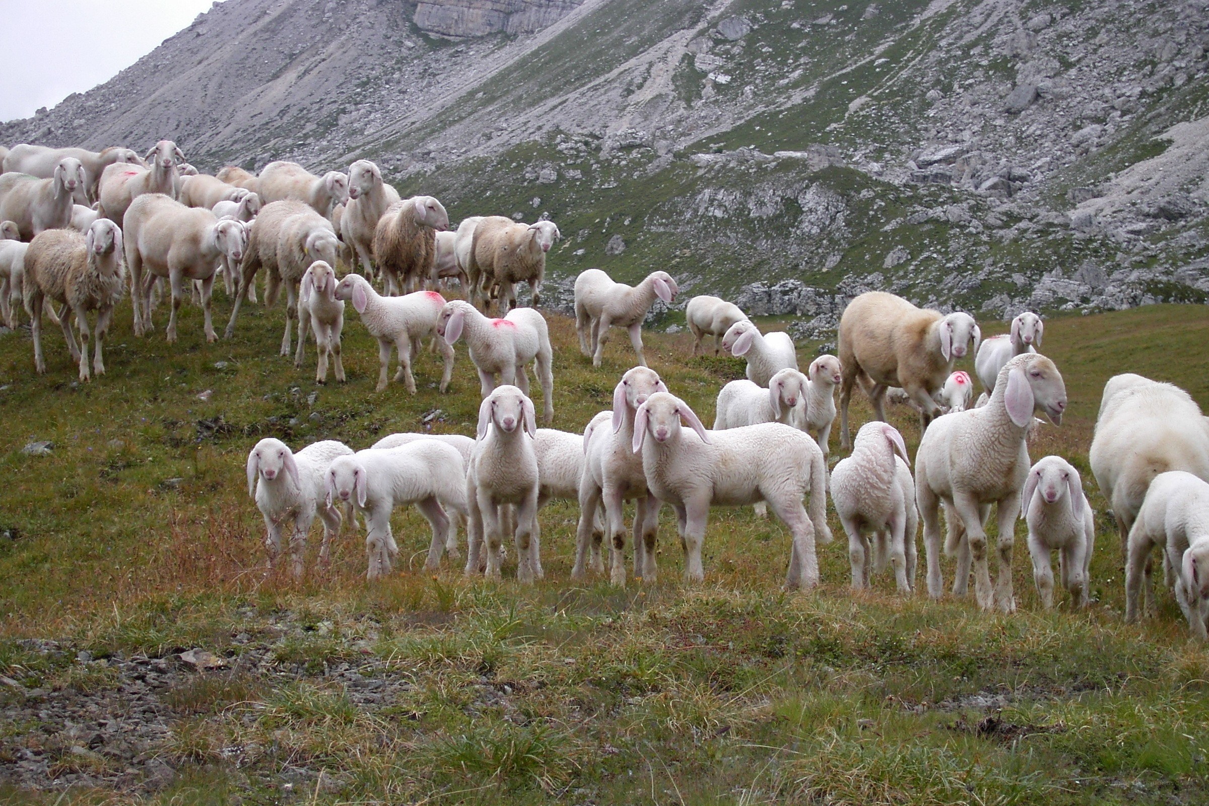 Sheep herd on a mountain slope
