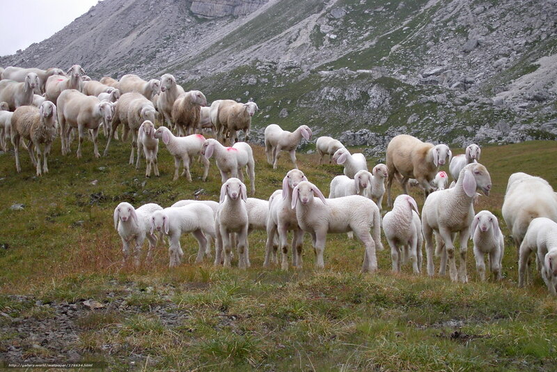 Sheep herd on a mountain slope