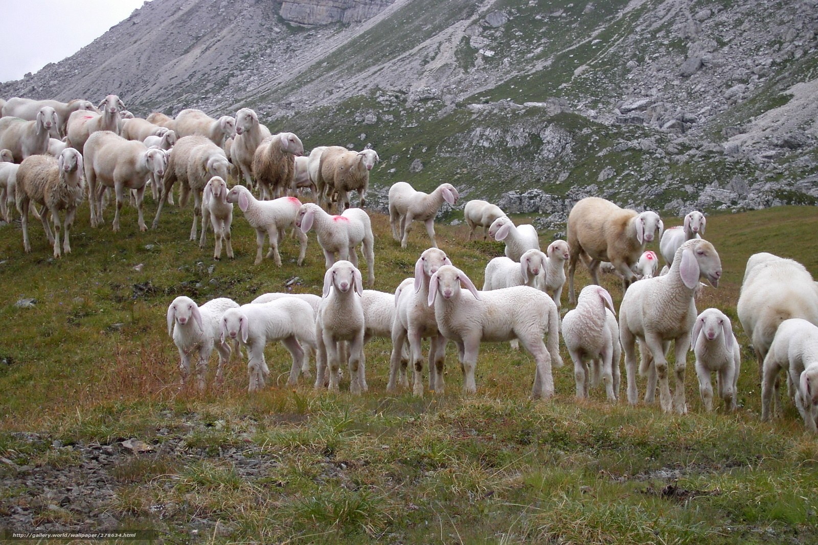 Sheep herd on a mountain slope