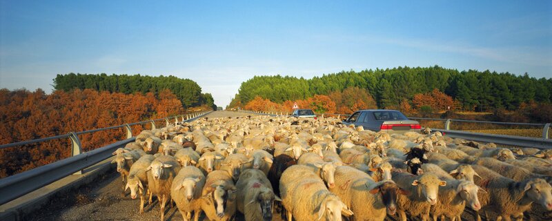 Sheep Herd on Bridge