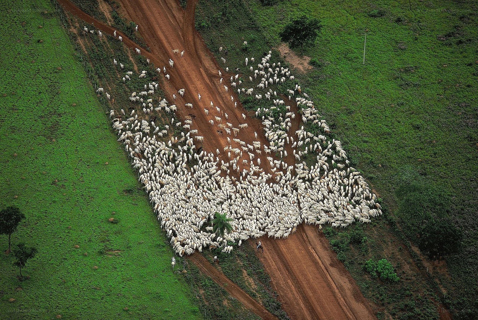 Sheep herd on dirt road
