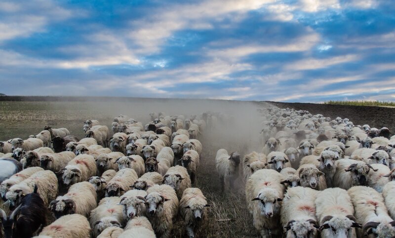 Sheep Herd on Field