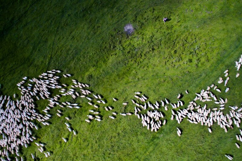 Sheep Herd on Grass