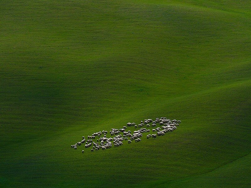 Sheep Herd on Hill