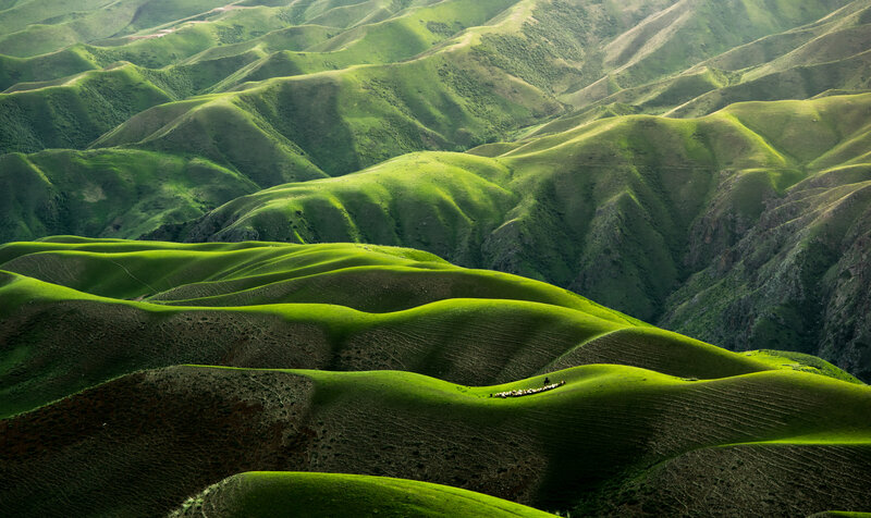 Sheep Herd on Hills