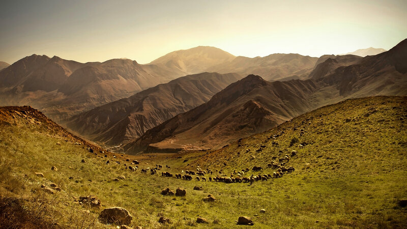 Sheep Herd on Hillside — Green, Serene