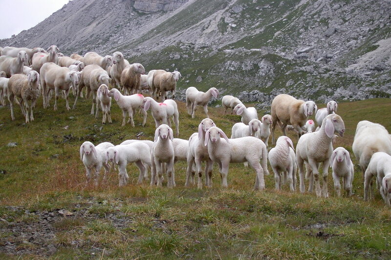Sheep Herd on Hillside — Green