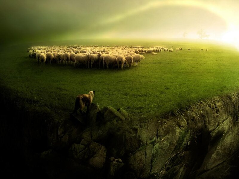 Sheep Herd on Hillside