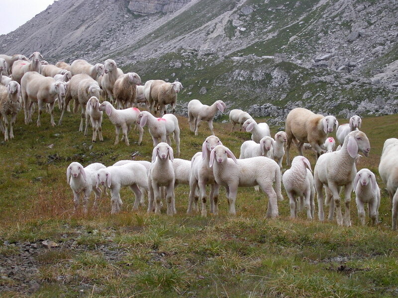 Sheep Herd on Hillside — White
