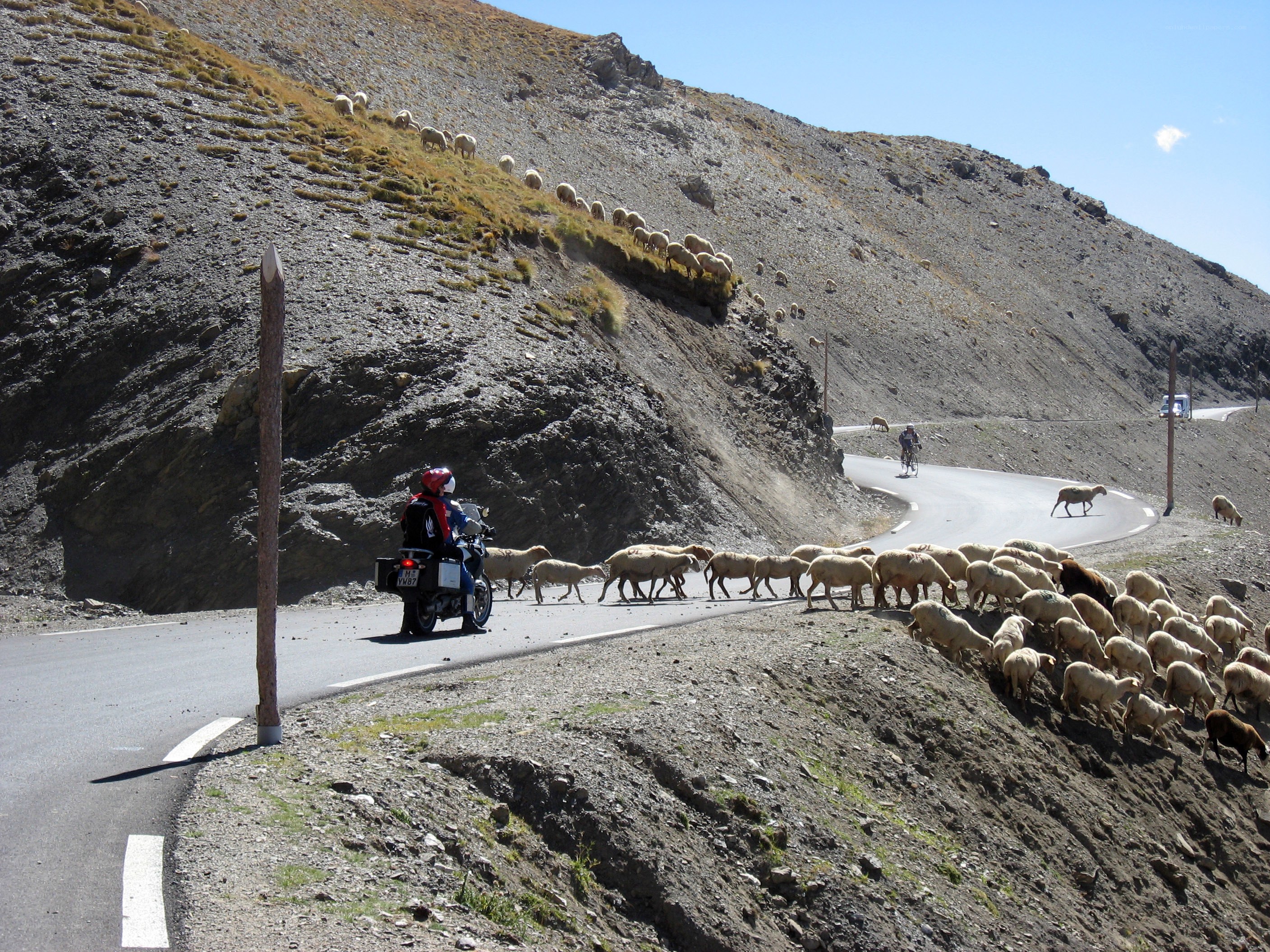 Sheep herd on mountain road